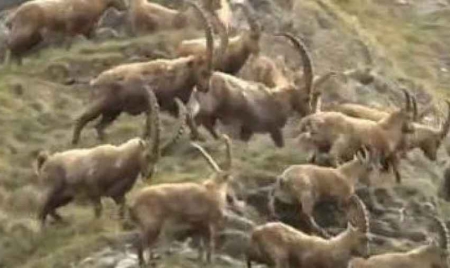 les bouquetins menacés d’abattage massif pour protéger les vaches : Haute-Savoie