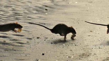 Inondations des rats dans les plages de Cannes envahies par les rats !