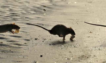 Inondations des rats dans les plages de Cannes envahies par les rats !