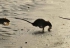 Inondations des rats dans les plages de Cannes envahies par les rats !