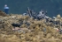 Un avion militaire suisse s’écrase dans le Doubs, pas de victime