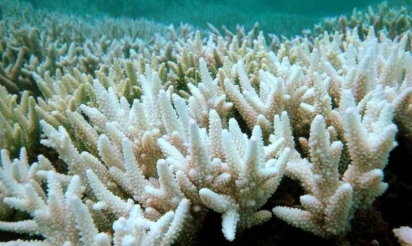 El Niño menace le corail de son pire épisode de blanchiment