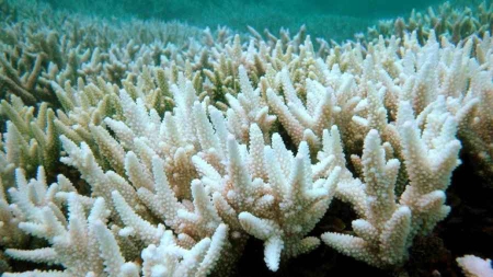 El Niño menace le corail de son pire épisode de blanchiment