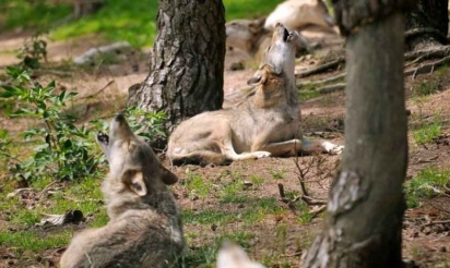 Quatre loups abattus légalement dans les Alpes françaises