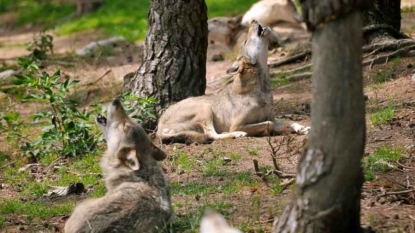 Quatre loups abattus légalement dans les Alpes françaises