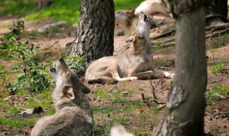 Quatre loups abattus légalement dans les Alpes françaises