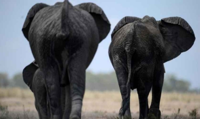 Le Kenya promet de détruire dans l’année tout son stock d’ivoire