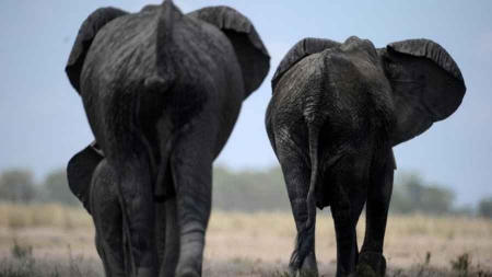 Le Kenya promet de détruire dans l’année tout son stock d’ivoire