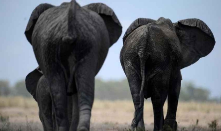 Le Kenya promet de détruire dans l’année tout son stock d’ivoire