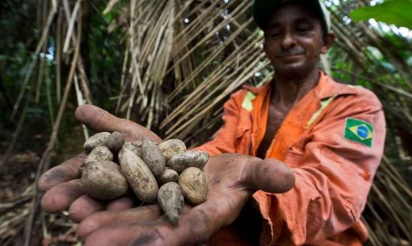 De l’Amazonie brésilienne aux instituts de beauté: la route du murumuru