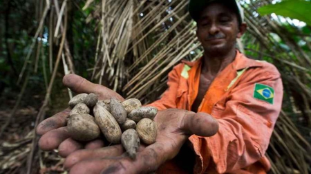 De l’Amazonie brésilienne aux instituts de beauté: la route du murumuru