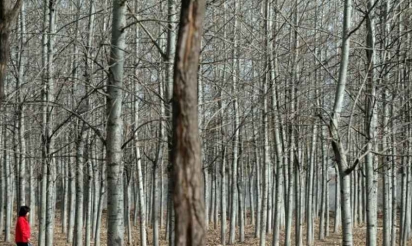 Les forêts chinoises en danger, malgré l’arrêt de l’abattage en milieu naturel