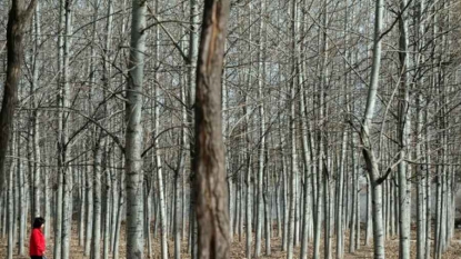 Les forêts chinoises en danger, malgré l’arrêt de l’abattage en milieu naturel