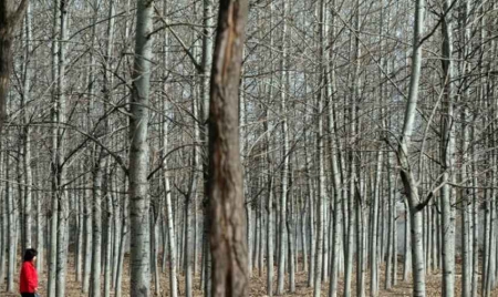 Les forêts chinoises en danger, malgré l’arrêt de l’abattage en milieu naturel