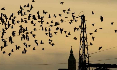 Quand un supergène dicte à un oiseau sa façon de faire la cour