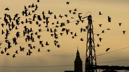 Quand un supergène dicte à un oiseau sa façon de faire la cour