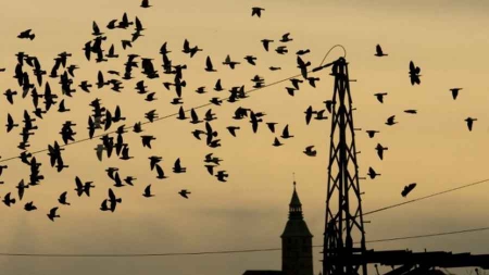 Quand un supergène dicte à un oiseau sa façon de faire la cour