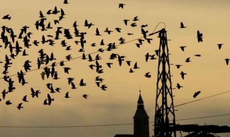 Quand un supergène dicte à un oiseau sa façon de faire la cour