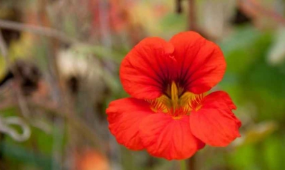 Colombie: arrestation de 22 trafiquants de drogue dissimulée dans des fleurs