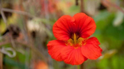 Colombie: arrestation de 22 trafiquants de drogue dissimulée dans des fleurs