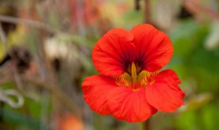 Colombie: arrestation de 22 trafiquants de drogue dissimulée dans des fleurs