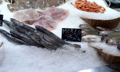 À Bruxelles, 95% du thon rouge servi à table n’en est pas