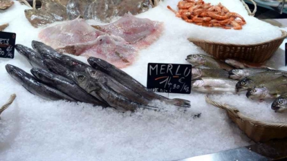 À Bruxelles, 95% du thon rouge servi à table n’en est pas