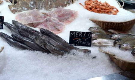 À Bruxelles, 95% du thon rouge servi à table n’en est pas