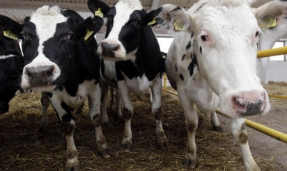 Les éleveurs français soupçonnés de pratiques anti-concurrentielles par Bruxelles