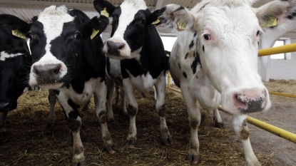 Les éleveurs français soupçonnés de pratiques anti-concurrentielles par Bruxelles