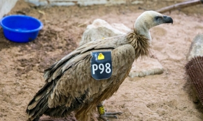 Israël: un vautour présumé espion récupéré au Liban grâce à l’ONU