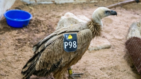 Israël: un vautour présumé espion récupéré au Liban grâce à l’ONU