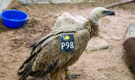 Israël: un vautour présumé espion récupéré au Liban grâce à l’ONU