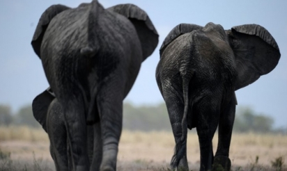 Des chasseurs d’éléphant abattent un hélicoptère et tue son pilote britannique