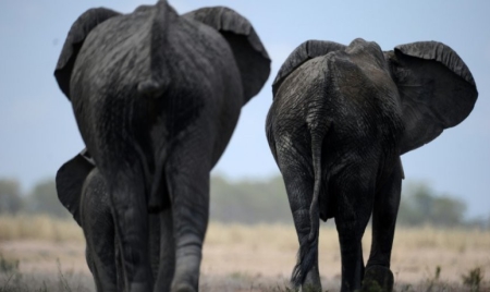 Des chasseurs d’éléphant abattent un hélicoptère et tue son pilote britannique