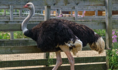 Belgique : une autruche perturbe le trafic ferroviaire
