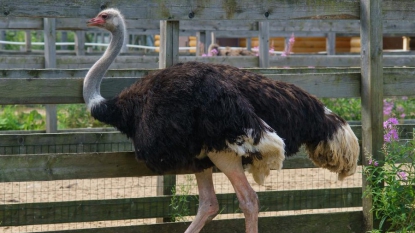 Belgique : une autruche perturbe le trafic ferroviaire