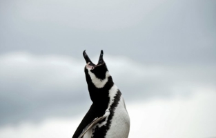Antarctique: 150.000 manchots Adélie menacés par un iceberg