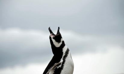 Antarctique: 150.000 manchots Adélie menacés par un iceberg