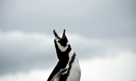 Antarctique: 150.000 manchots Adélie menacés par un iceberg