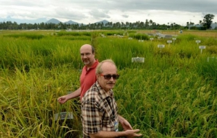 Une percée sur le patrimoine génétique du riz: une nouvelle révolution verte
