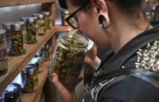 Médical ou récréatif, le cannabis légal fait planer l'Amérique avec ses milliards