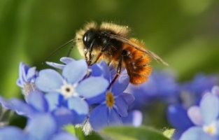 Moins d'abeilles, moins de papillons: une partie de la production agricole menacée