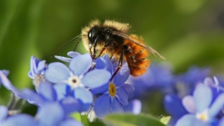 Moins d’abeilles, moins de papillons: une partie de la production agricole menacée