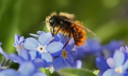 Moins d’abeilles, moins de papillons: une partie de la production agricole menacée