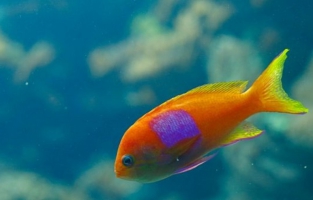 Maltraitance: une Japonaise force sa fille à avaler 30 poissons rouges