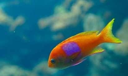 Maltraitance: une Japonaise force sa fille à avaler 30 poissons rouges