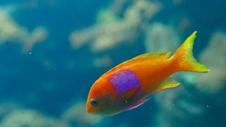 Maltraitance: une Japonaise force sa fille à avaler 30 poissons rouges