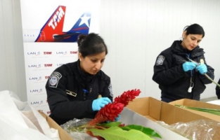 Etats-Unis: avant la Saint-Valentin, les fleurs importées passées au peigne fin