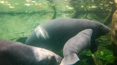 Etats-Unis: nombre record de lamantins en Floride